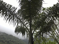 Ceroxylon pityrophyllum