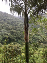 Ceroxylon pityrophyllum