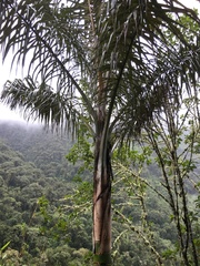 Ceroxylon pityrophyllum
