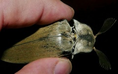 Tetralobus flabellicornis