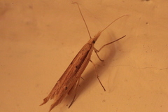 Ypsolopha mucronella