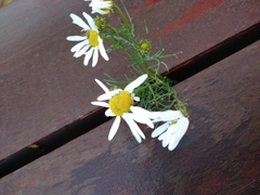Tripleurospermum inodorum