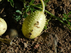 Cucumis anguria