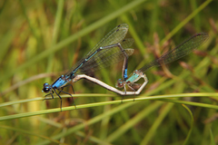 Oxyagrion ablutum