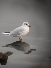 Chroicocephalus maculipennis