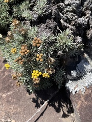 Helichrysum galpinii