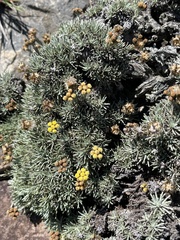 Helichrysum galpinii