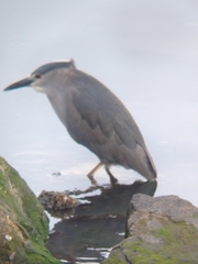 Nycticorax nycticorax