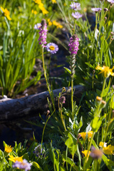 Pedicularis attollens