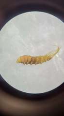 Atrichops crassipes