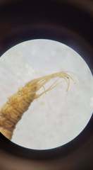 Atrichops crassipes