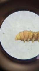 Atrichops crassipes