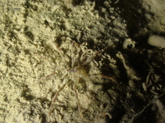 Ammothea hilgendorfi