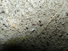 Trichoniscoides bonneti