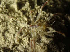 Ammothea hilgendorfi