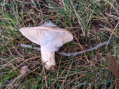 Hypomyces ochraceus