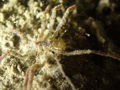 Ammothea hilgendorfi