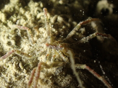 Ammothea hilgendorfi