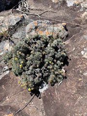 Helichrysum galpinii