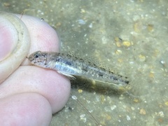 Ctenogobius boleosoma