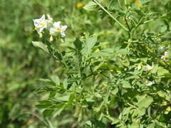 Solanum chacoense