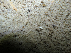 Trichoniscoides bonneti