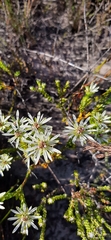 Euchaetis longibracteata