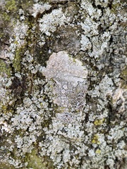 Lecanora subpallens