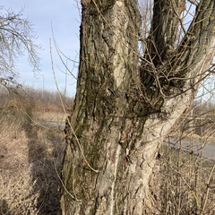 Nyholmiella obtusifolia