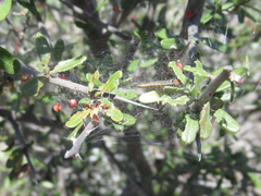 Castela erecta texana