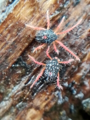 Linopenthaleus