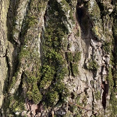 Nyholmiella obtusifolia