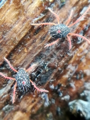 Linopenthaleus