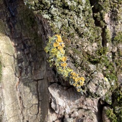 Xanthoria parietina