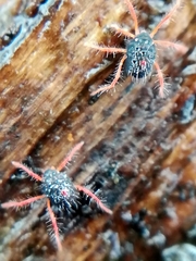 Linopenthaleus