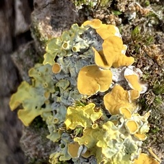 Xanthoria parietina