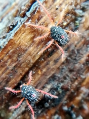 Linopenthaleus
