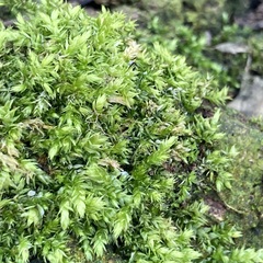 Brachythecium rutabulum