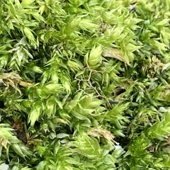 Brachythecium rutabulum