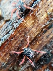 Linopenthaleus