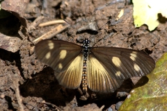 Acraea lycoa