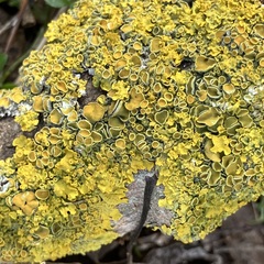 Xanthoria parietina