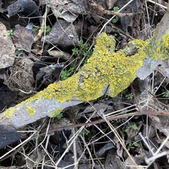 Xanthoria parietina