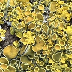Xanthoria parietina