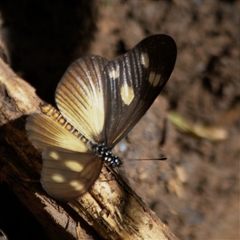 Acraea lycoa