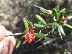 Castela erecta texana