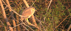 Nycticorax nycticorax image
