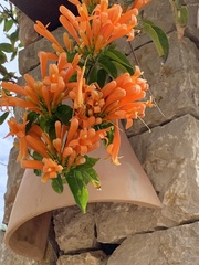 Pyrostegia
