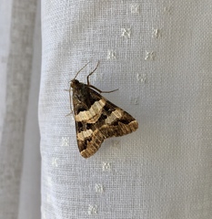 Melipotis trujillensis