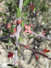 Castela erecta texana